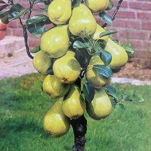 Mini hruška stĺpovitá (Pyrus communis) ´SUNRISE´ - jesenná - 60-80 cm, kvetináčová